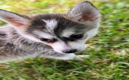 Pomsky dogs for sale: Tiny Girl - Image 2