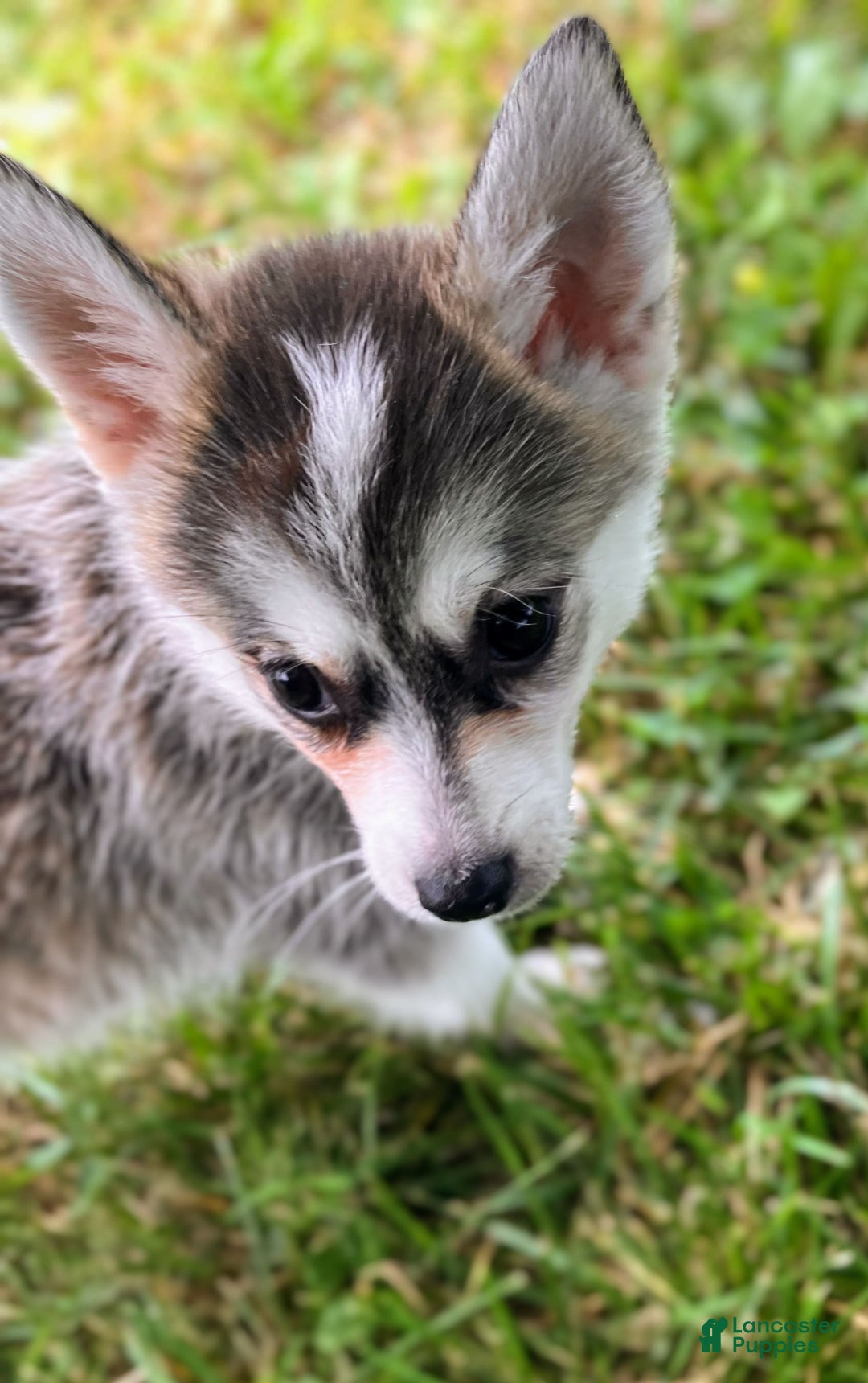 Pomsky dogs for sale: Tiny Girl - Image 2