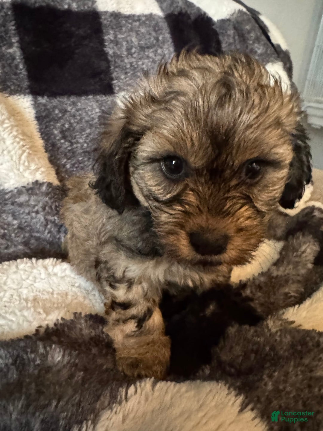 Teddy Bear dogs for sale: Sandy - Image 4