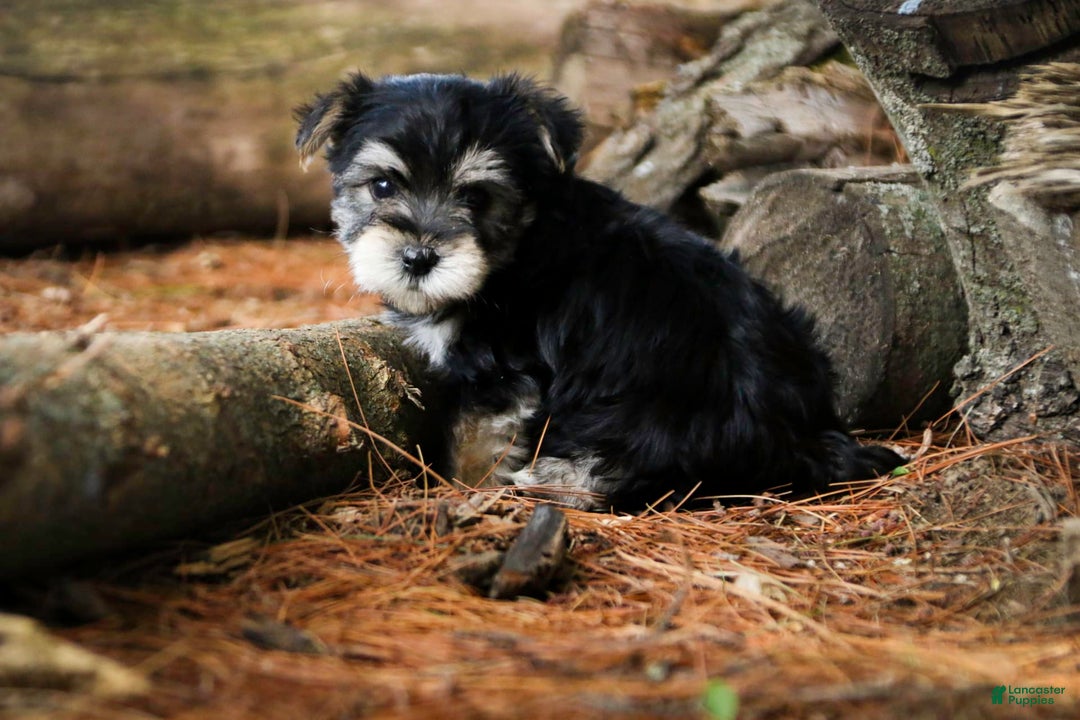 Morkie dogs for sale: Skipper - Image 10