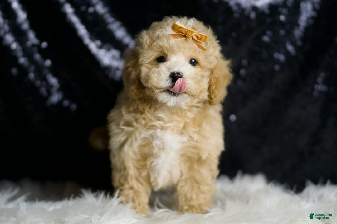 Maltipoo dogs for sale: Hazel - Image 3
