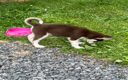 Siberian Husky dogs for sale: Niko - Image 4