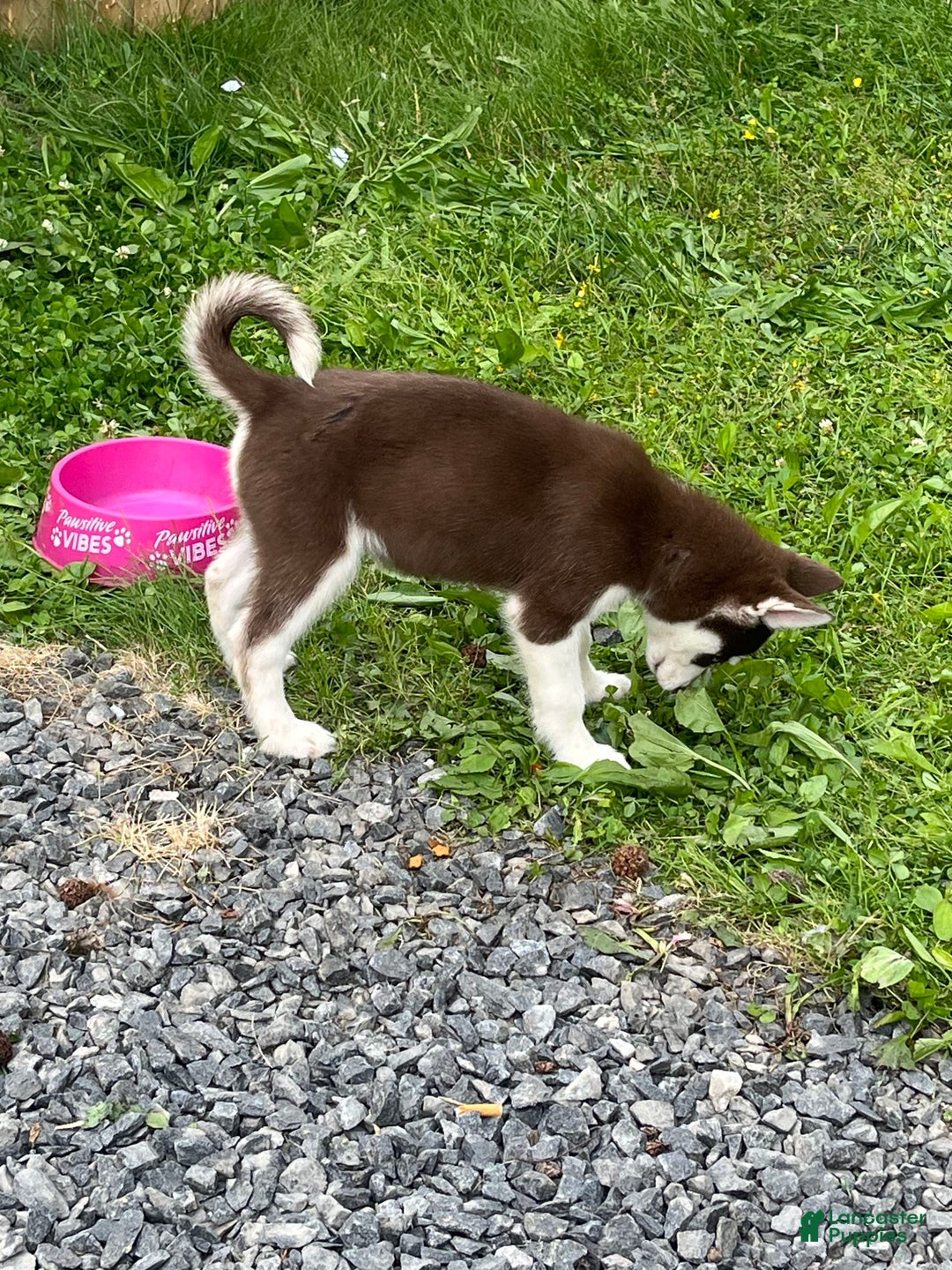 Siberian Husky dogs for sale: Niko - Image 4
