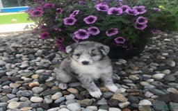English Shepherd dogs for sale: Tonya - Image 4