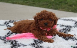 Toy Poodle dogs for sale: Haley - Image 2