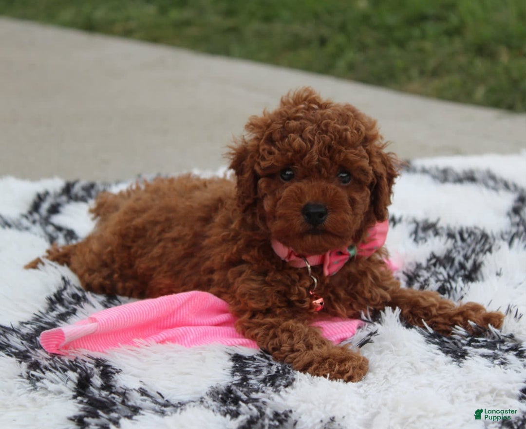 Toy Poodle dogs for sale: Haley - Image 2