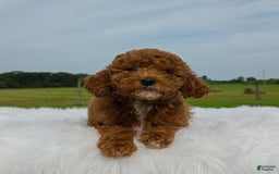 Miniature Poodle dogs for sale: Elara - Image 6