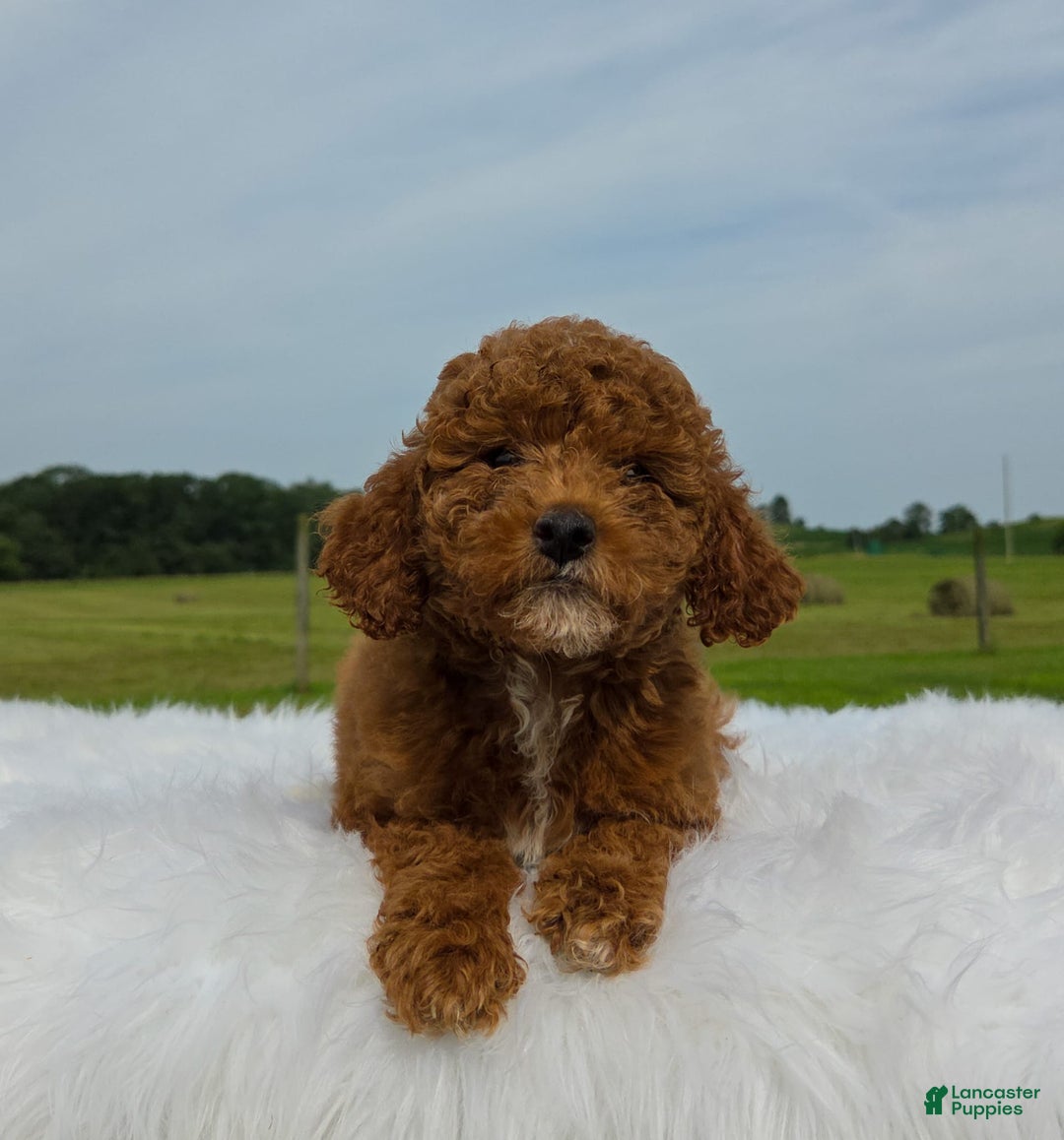 Miniature Poodle dogs for sale: Elara - Image 6