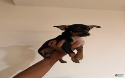 Chihuahua dogs for sale: Jingles - Image 2