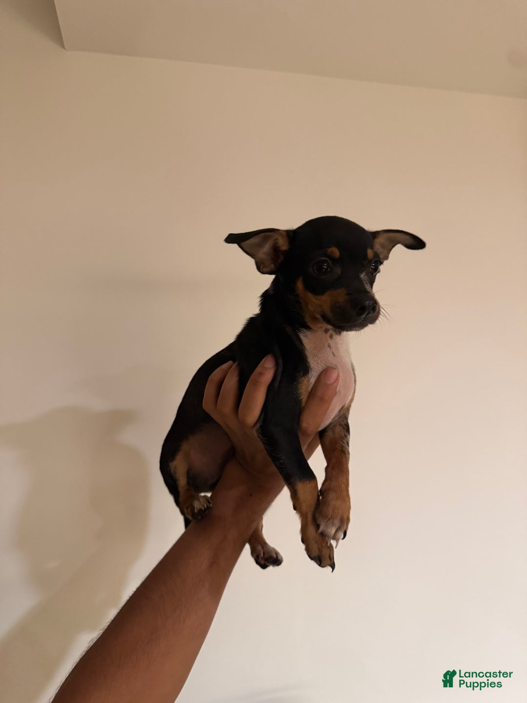 Chihuahua dogs for sale: Jingles - Image 2