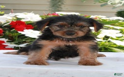 Yorkshire Terrier dogs for sale: Blake - Image 1