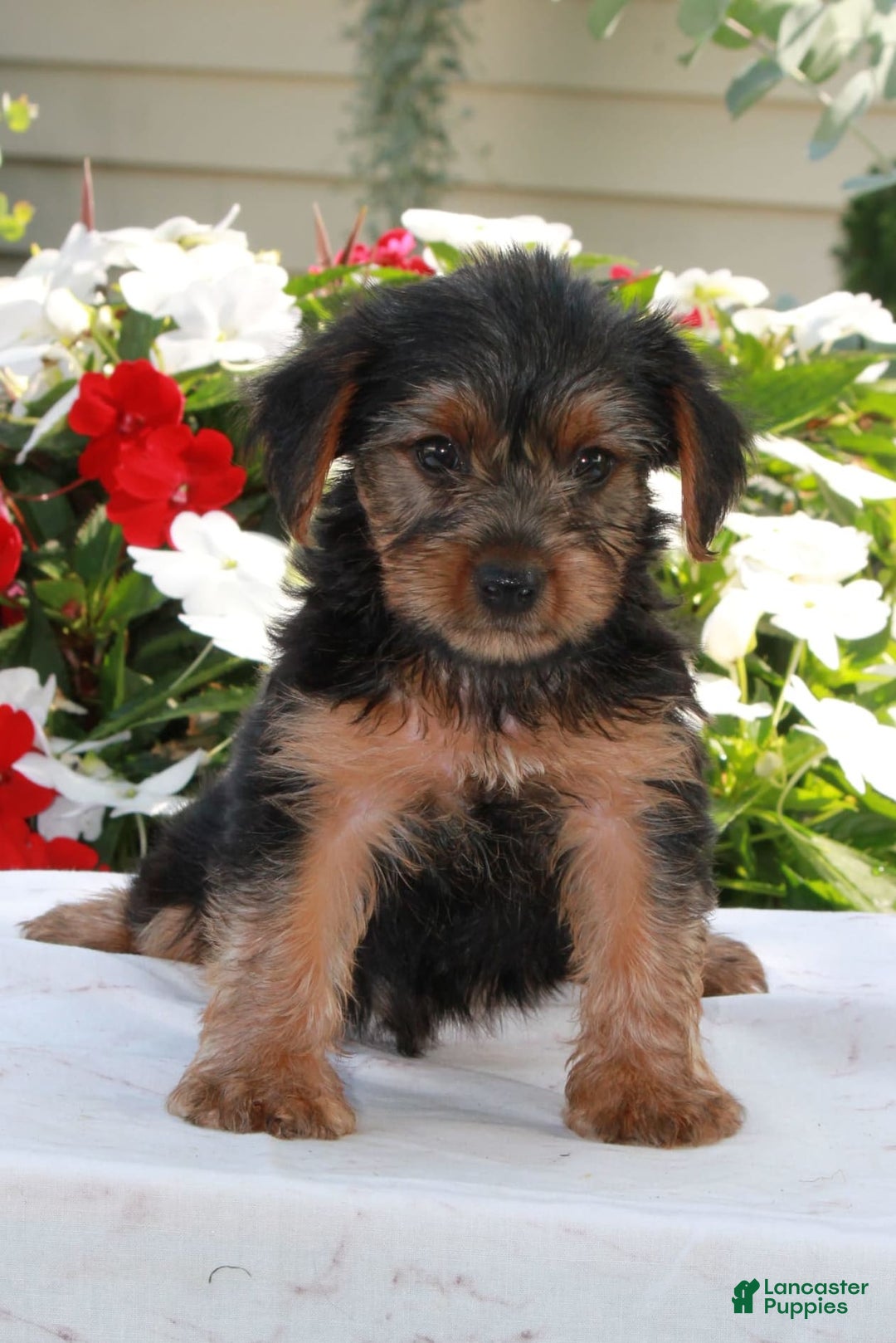 Yorkshire Terrier dogs for sale: Blake - Image 1