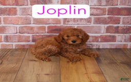 Mini Goldendoodle dogs for sale: Joplin - Image 1