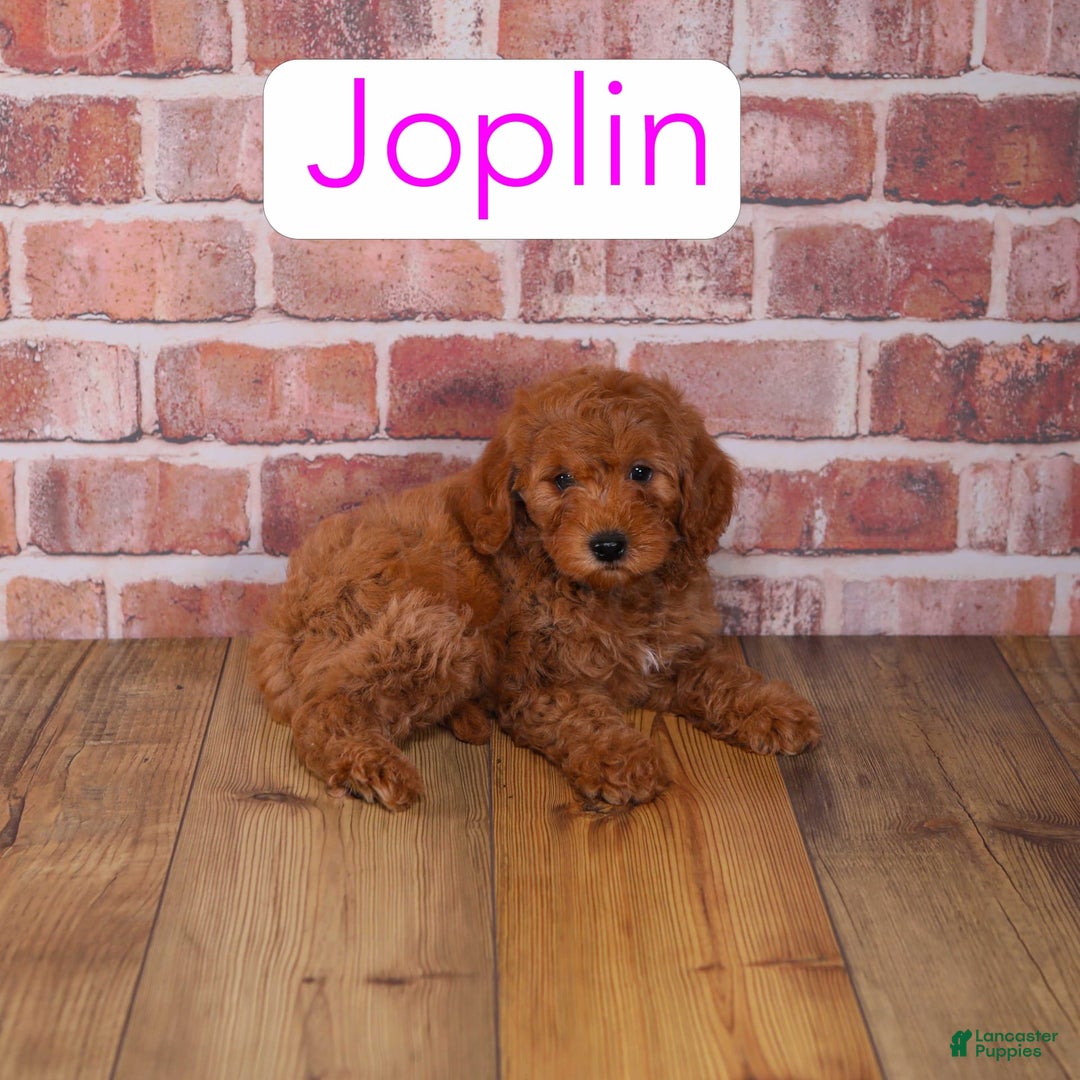 Mini Goldendoodle dogs for sale: Joplin - Image 1