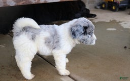 Newfoundland dogs for sale: Navy - Image 5