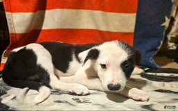 Border Collie dogs for sale: I-dog - Image 6