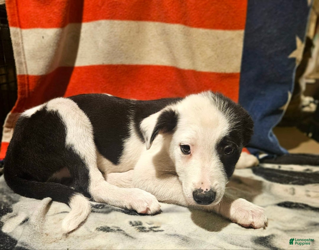 Border Collie dogs for sale: I-dog - Image 6