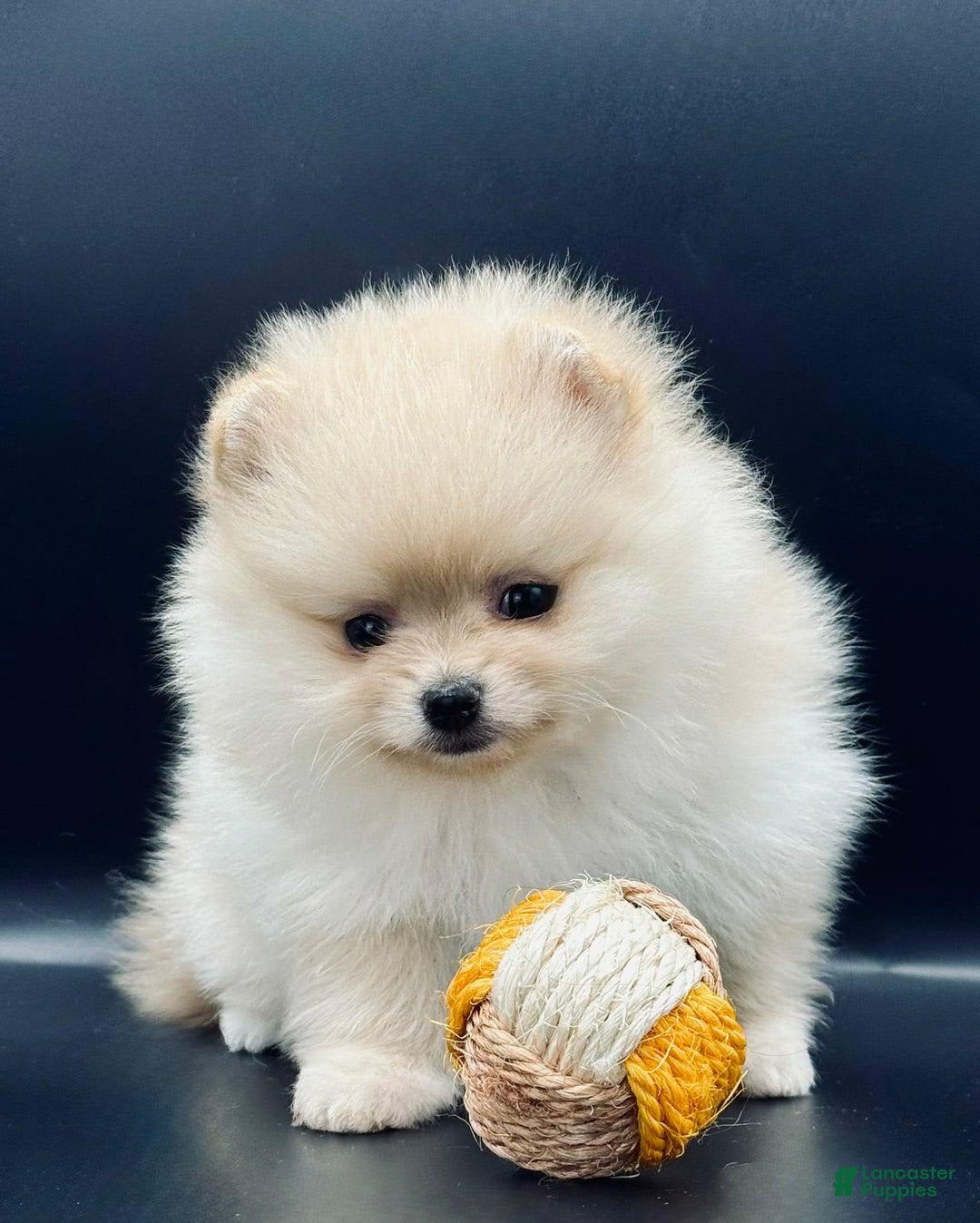 Pomeranian dogs for sale: Milly - Image 2