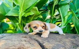 Miniature Dachshund dogs for sale: Reba LH - Image 10
