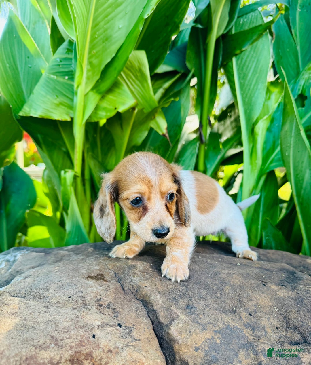 Miniature Dachshund dogs for sale: Reba LH - Image 10
