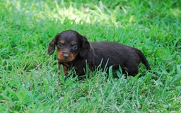 Dachshund dogs for sale: Akc Dixie - Image 4