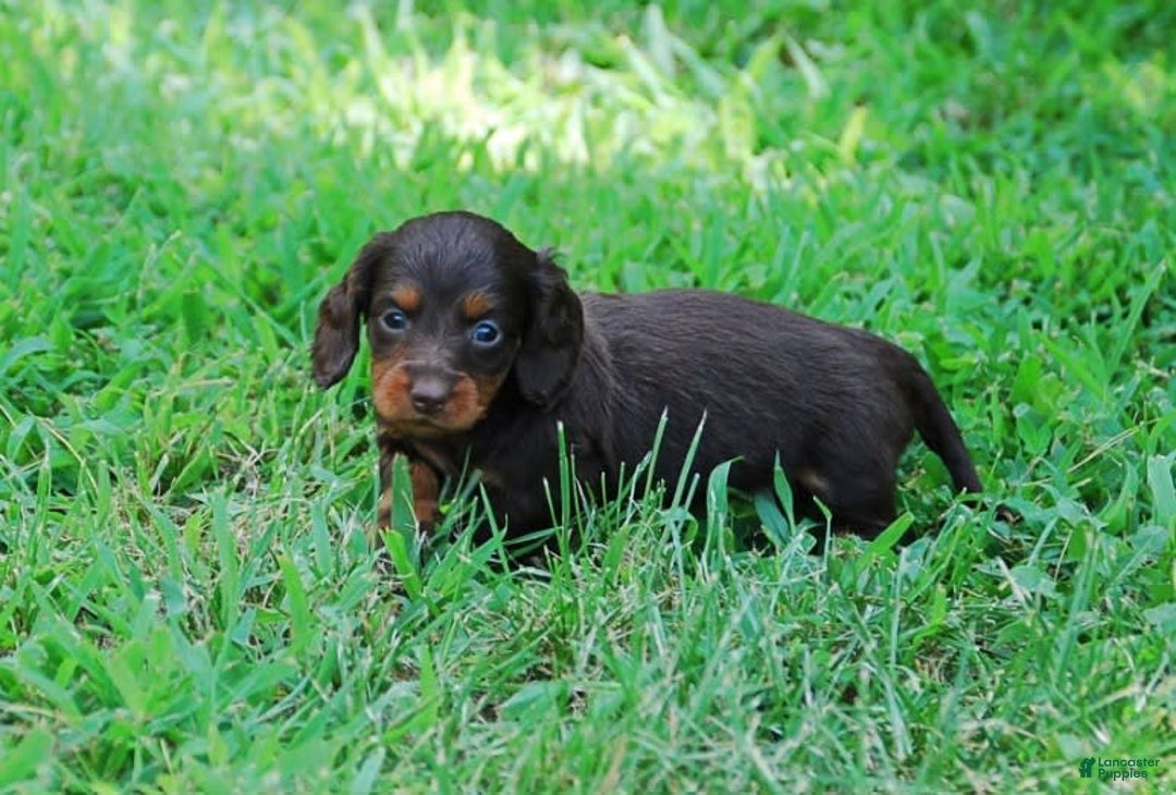 Dachshund dogs for sale: Akc Dixie - Image 4