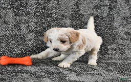 Mini Goldendoodle dogs for sale: Dallas - Image 14