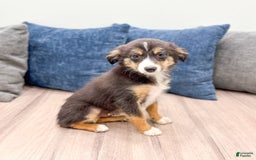 Miniature Australian Shepherd dogs for sale: Ace - Image 5