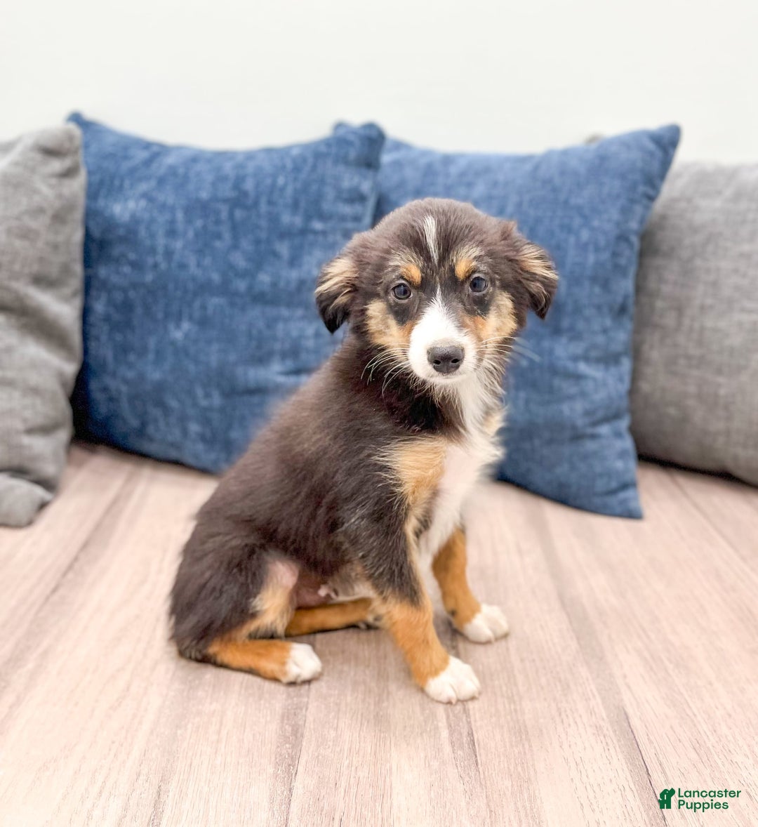 Miniature Australian Shepherd dogs for sale: Ace - Image 5