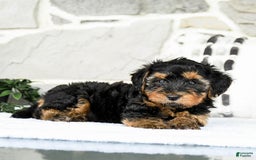 Yochon dogs for sale: Tyler - Image 4