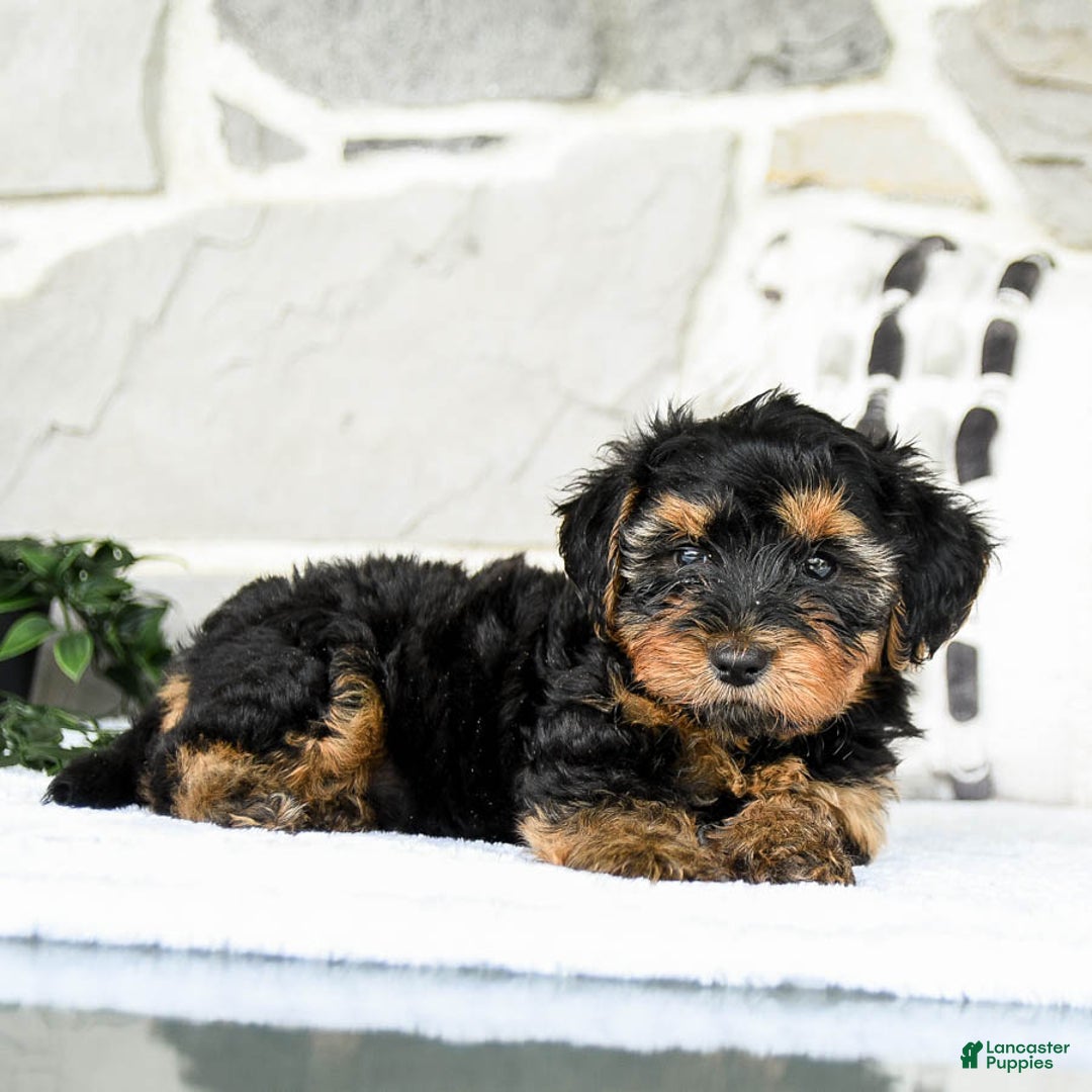Yochon dogs for sale: Tyler - Image 4