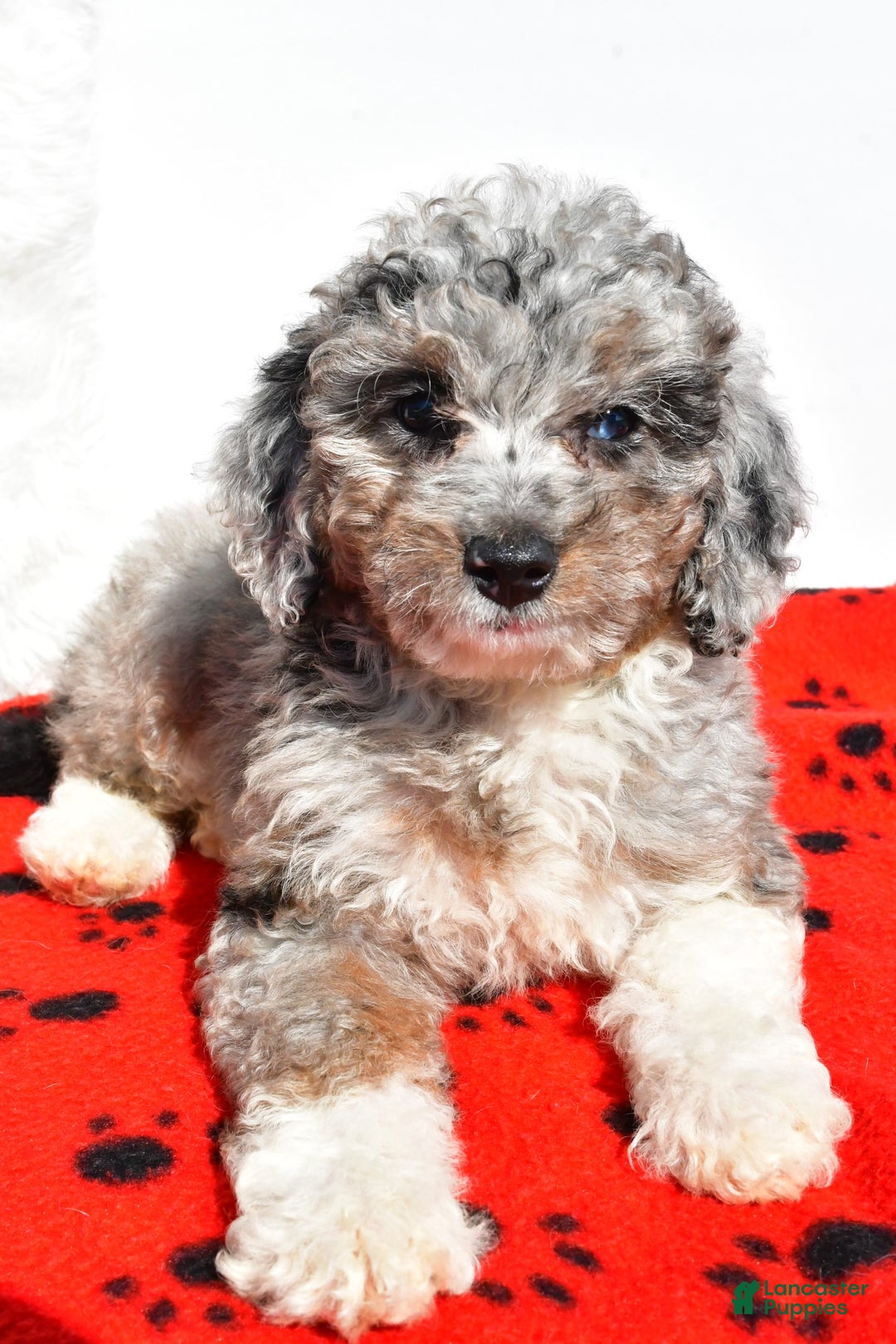 Mini Aussiedoodle dogs for sale: Emily - Image 3