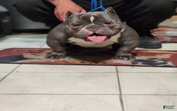 American Bully dogs for sale: Scar - Image 3