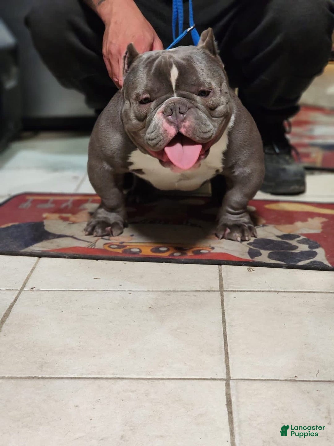 American Bully dogs for sale: Scar - Image 3