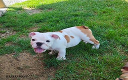 English Bulldog dogs for sale: Rock - Image 4