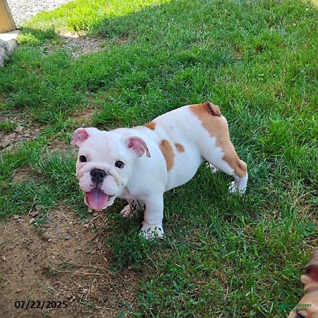 English Bulldog dogs for sale: Rock - Image 4