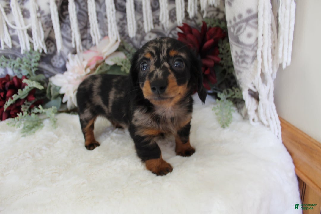 Miniature Dachshund dogs for sale: Gavin - Image 9