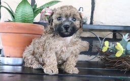 Shihpoo dogs for sale: Shih-Poo 5 puppies - Image 5