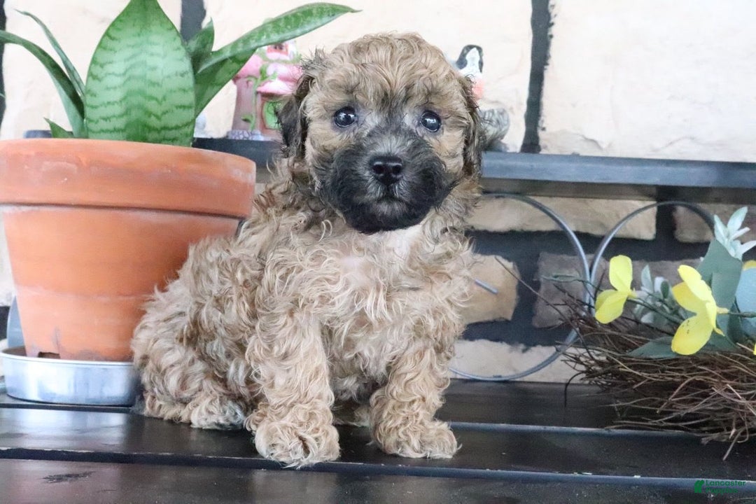 Shihpoo dogs for sale: Shih-Poo 5 puppies - Image 5