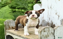 Boston Terrier dogs for sale: Honey - Image 1