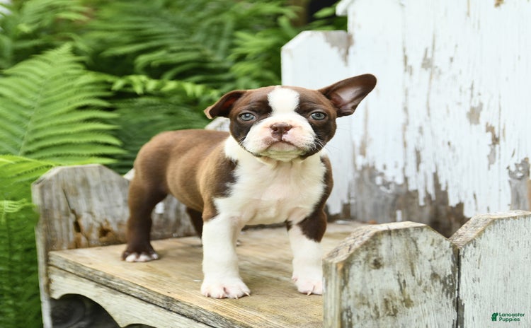 Boston Terrier dogs for sale - Ad 2