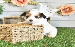 Papillon dogs for sale: Brett - Image 15