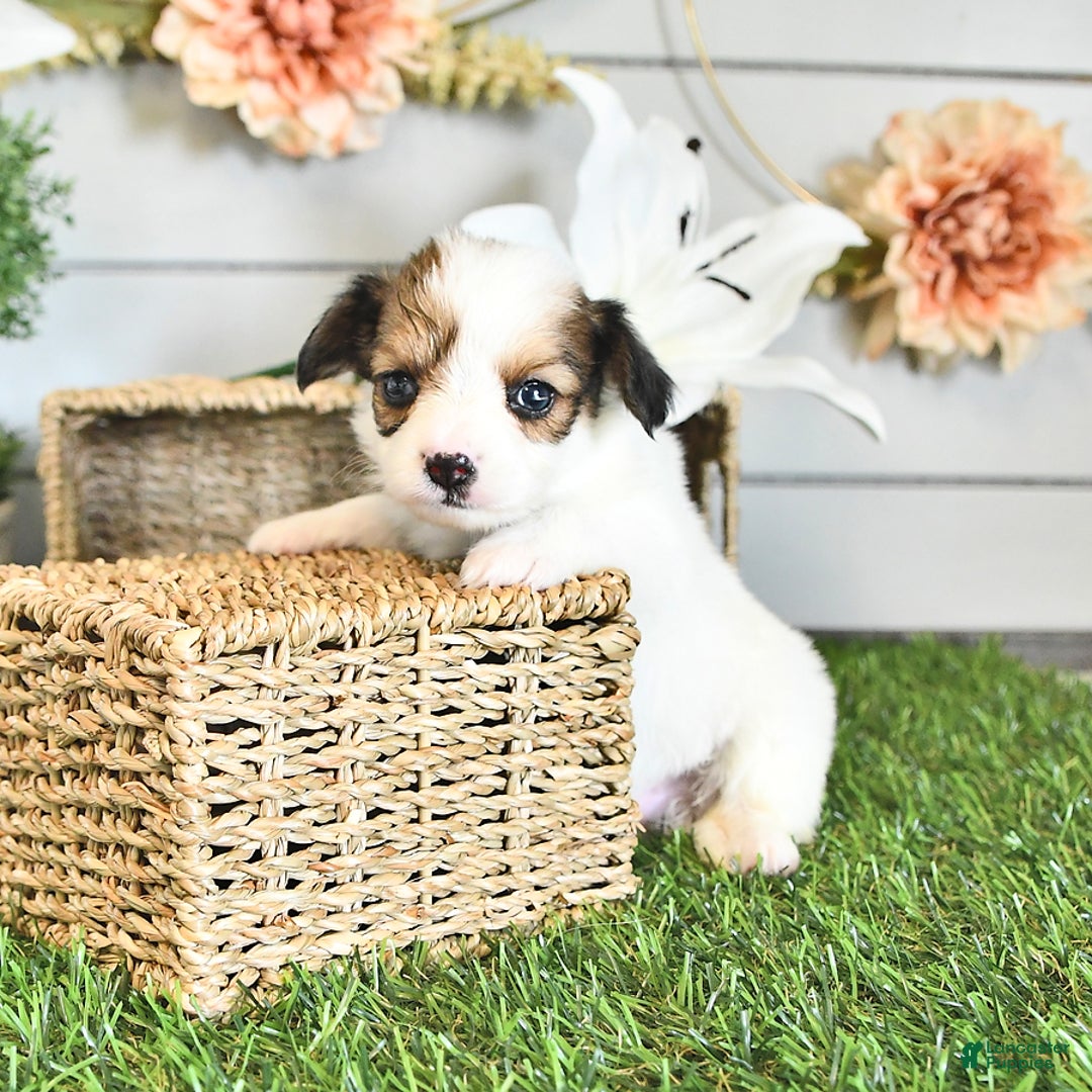 Papillon dogs for sale: Brett - Image 15