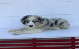 Australian Shepherd dogs for sale: Blake - Image 3