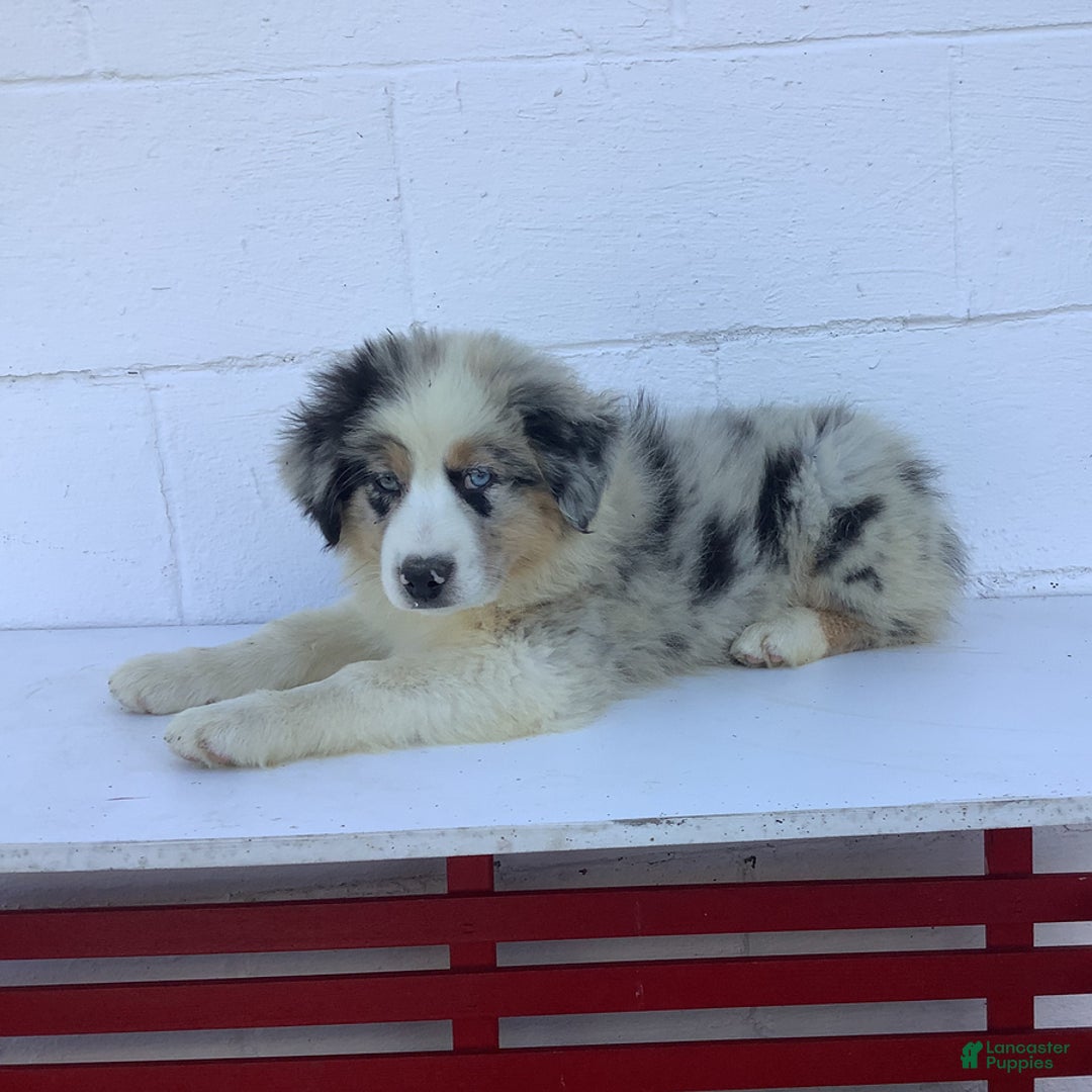 Australian Shepherd dogs for sale: Blake - Image 3