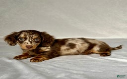 Miniature Dachshund dogs for sale: Miniature Dachshund 3 puppies - Image 4