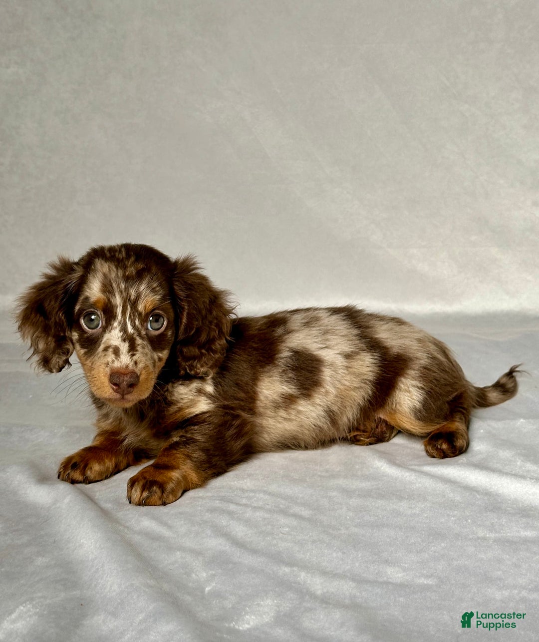 Miniature Dachshund dogs for sale: Miniature Dachshund 3 puppies - Image 4