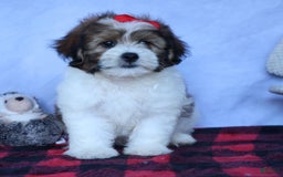Shihpoo dogs for sale: Hugo - Image 20