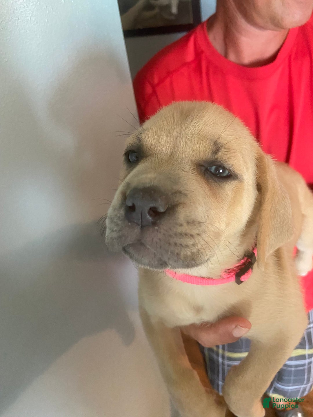 Cane Corso dogs for sale: Hot Pink Collar - Image 3