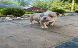 English Bulldog dogs for sale: Champ - Image 10